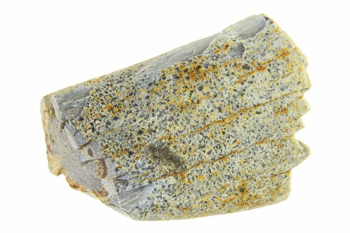 Partial Fossil Tyrannosaur (Nanotyrannus) Tooth - Montana #338739